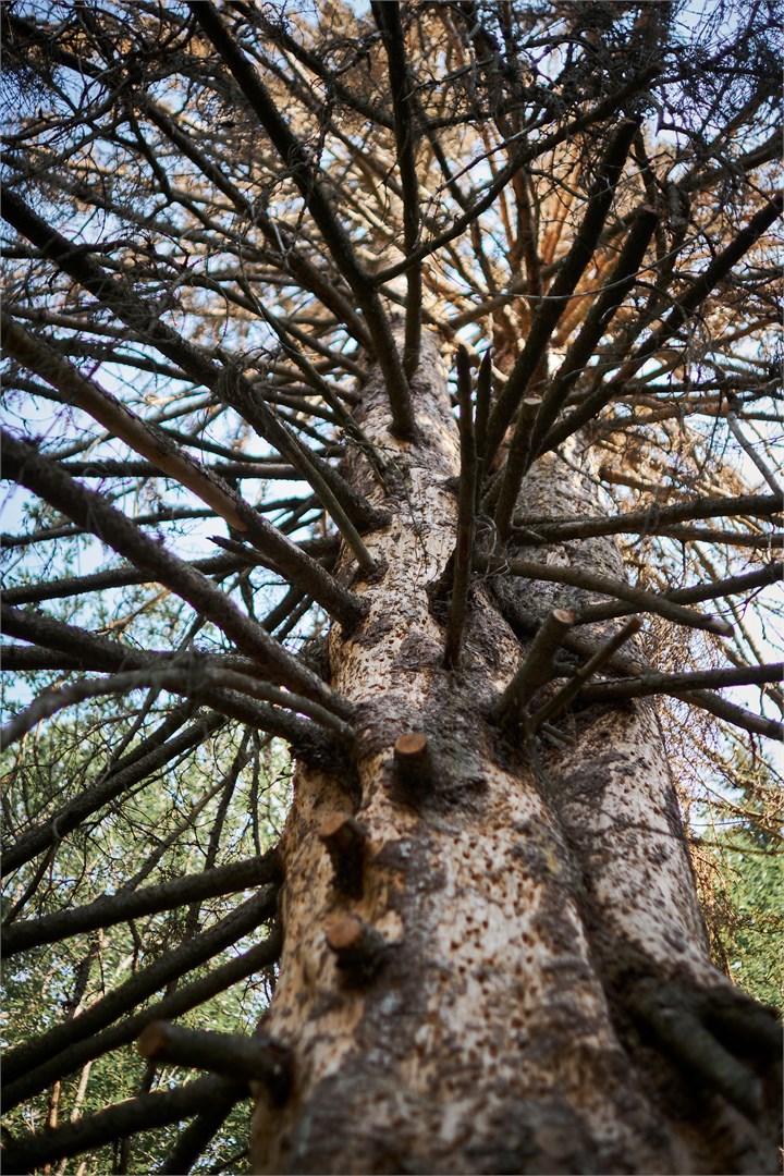 Двухместный дом с террасой и сауной (2+0) в Карелия парк
