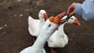 Дом  №1 д  Шевелево с видом на реку в Лиса