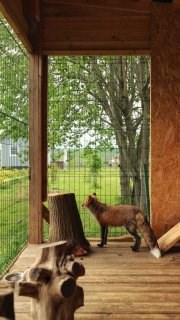 Дом  №1 д  Шевелево с видом на реку в Лиса