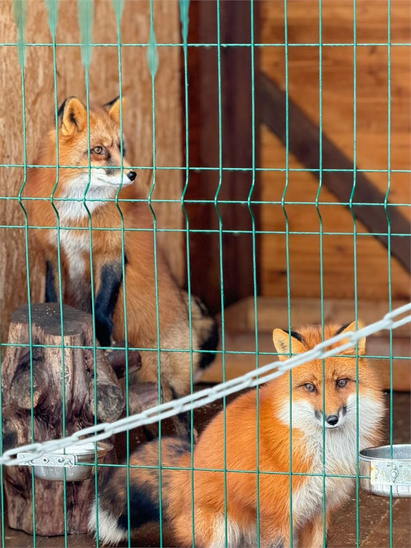 Дом №2  с сауной д Шевелево в Лиса