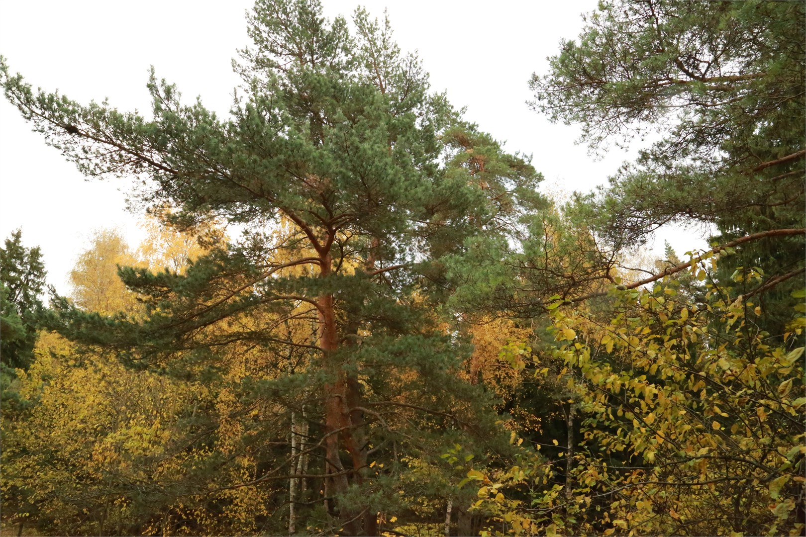 Стандарт / 3 корпус "Сибирь" в Десна