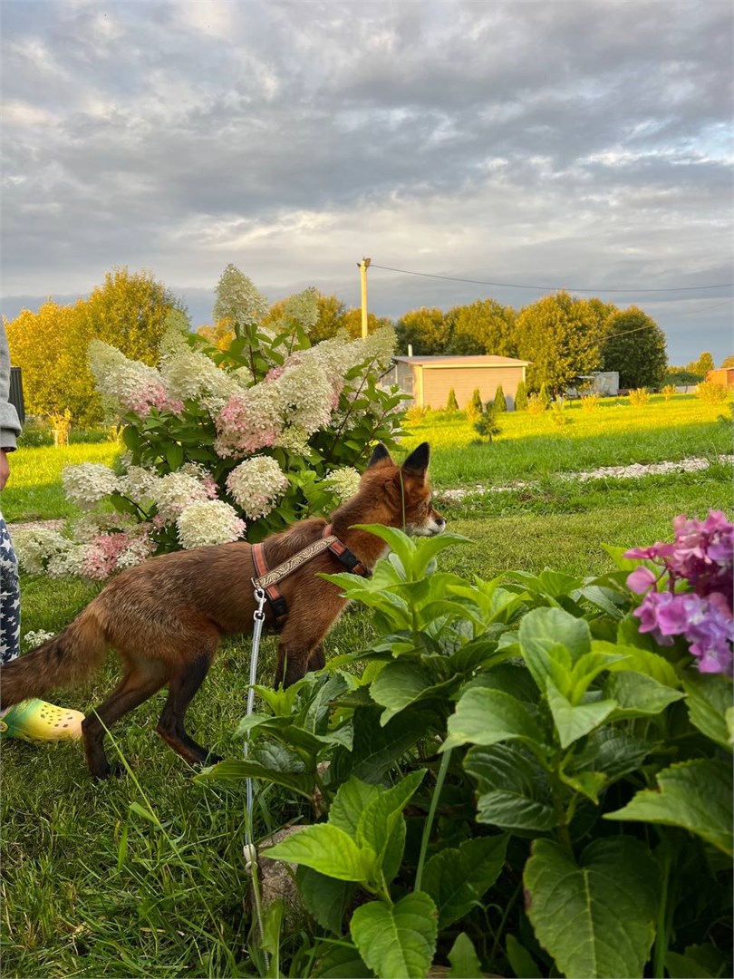 дом №3 Шевелево в Лиса