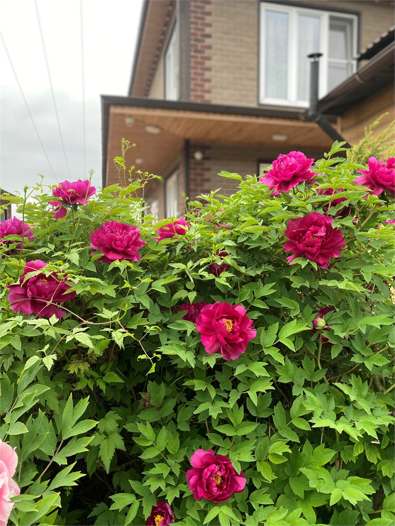 Панорама Александра в Вилла с видом на горы