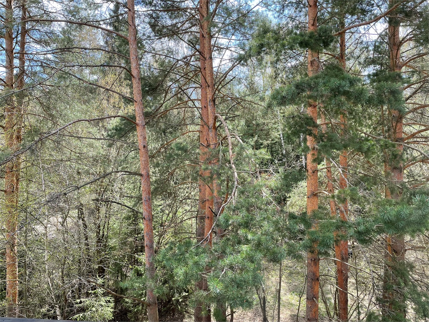 Студия с кухонным уголком / 3 корпус "Сибирь" в Десна