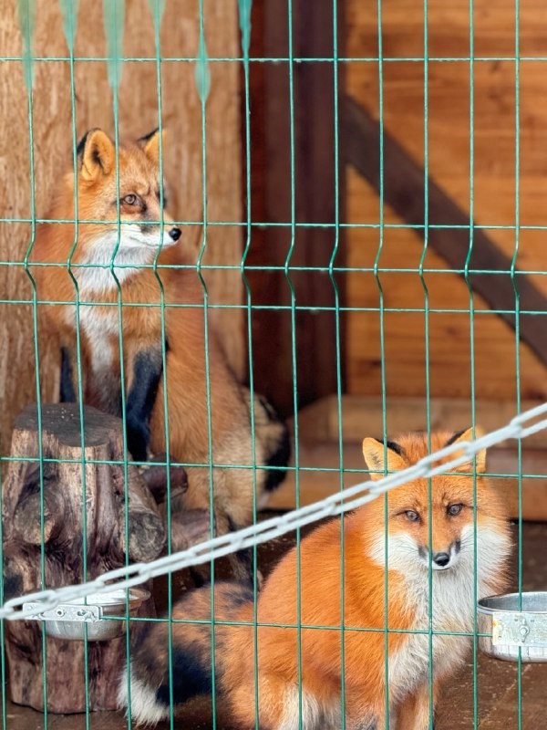 Семейный коттедж в Лиса