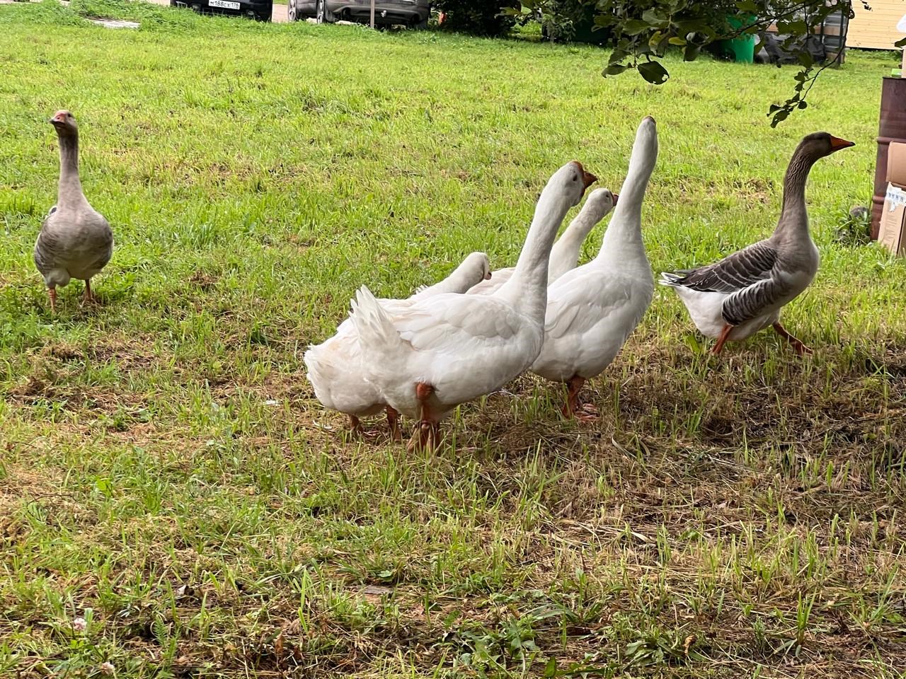 Семейный коттедж в Лиса