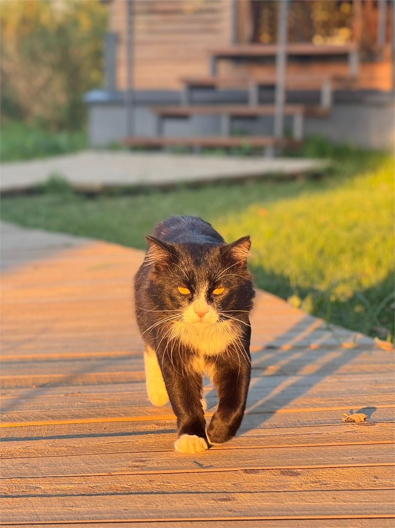 Семейный коттедж в Лиса
