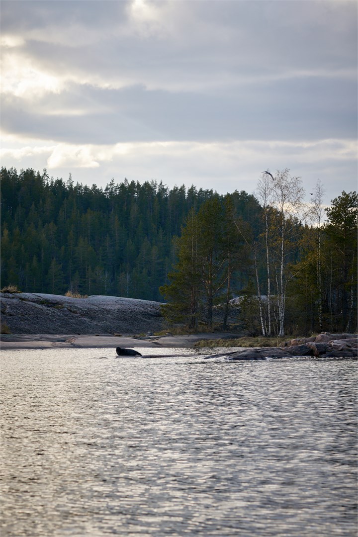 Двухместный дом на дереве с чаном (2+0) в Карелия парк