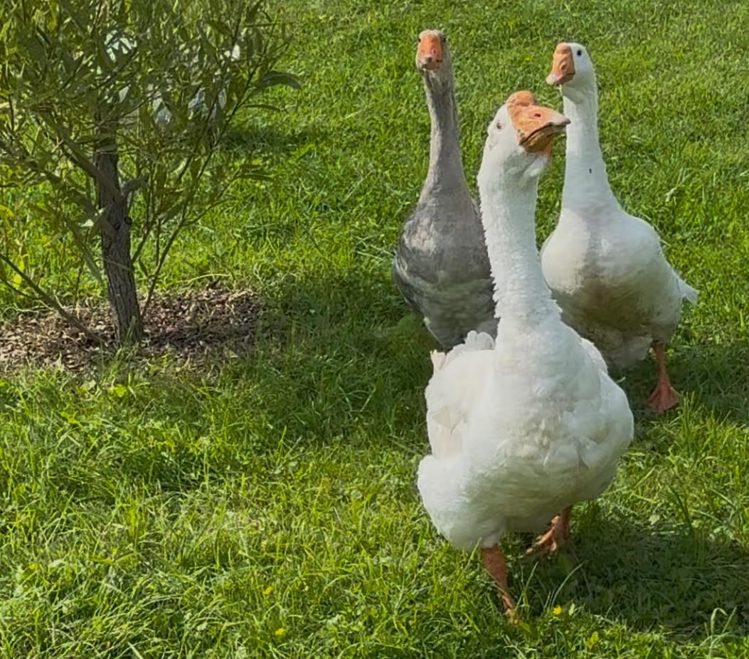 Семейный коттедж на семью в Лиса