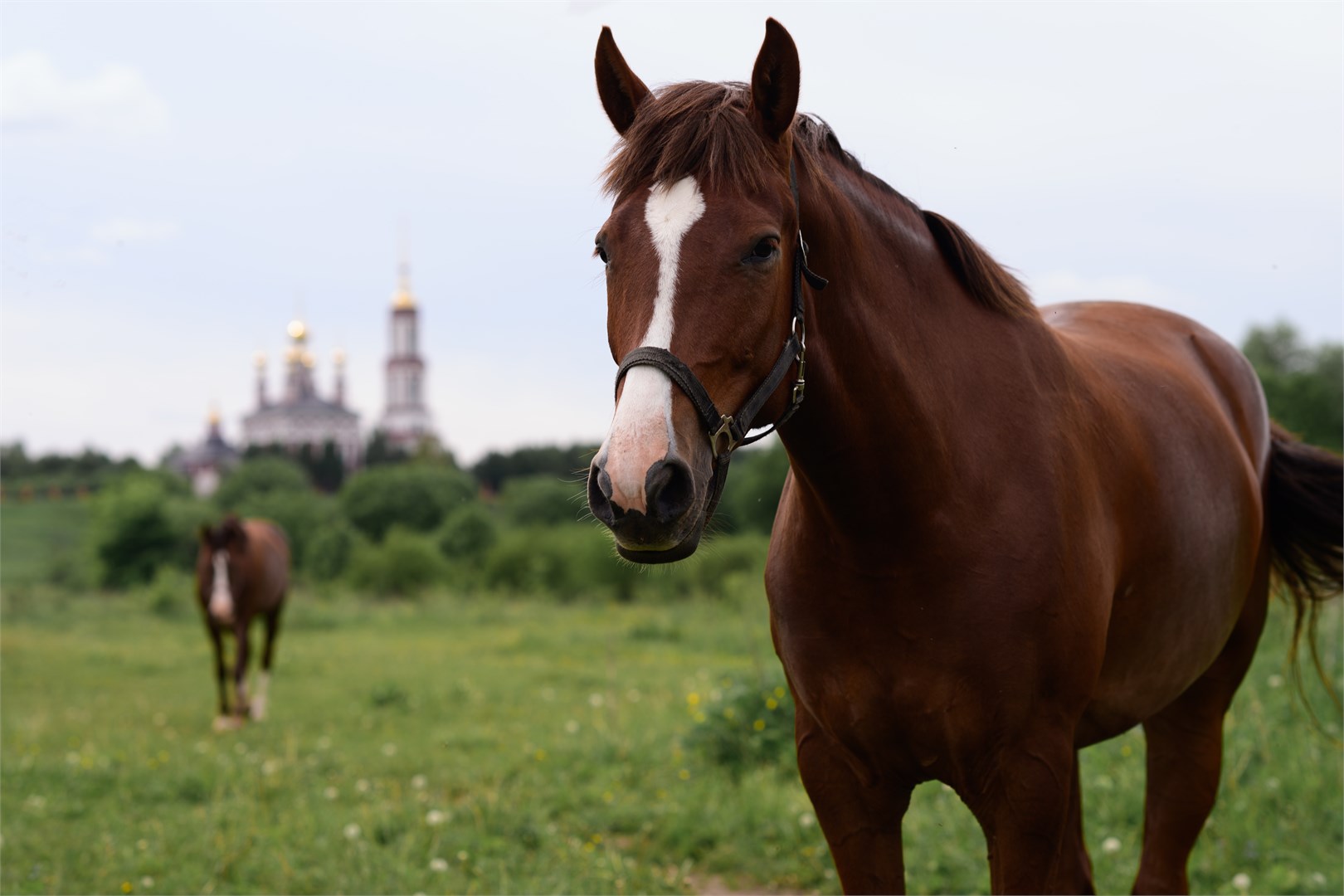 Гостевой дом Вереск в Сирин дом