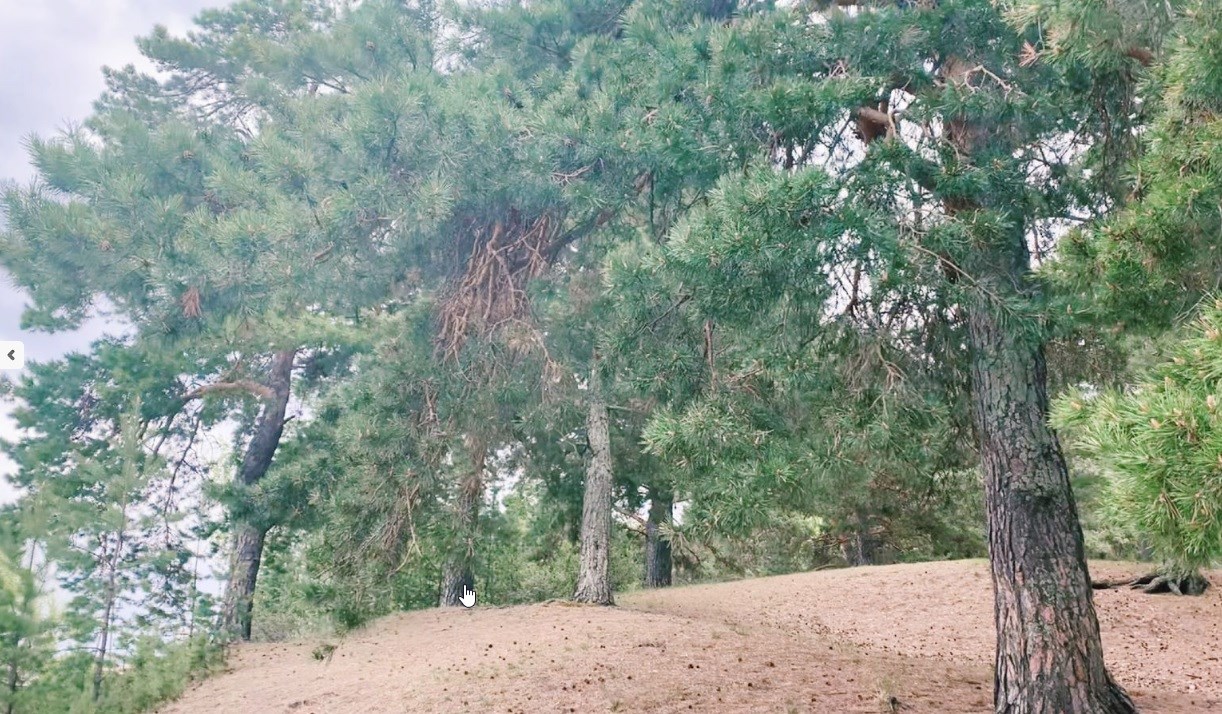 Двухместный стандарт второй корпус в Сосновый бор