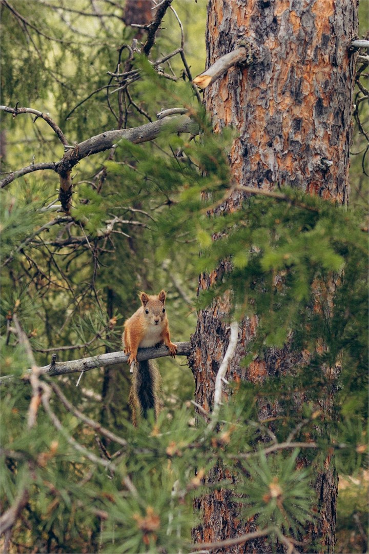 Дом - студия в Тайга